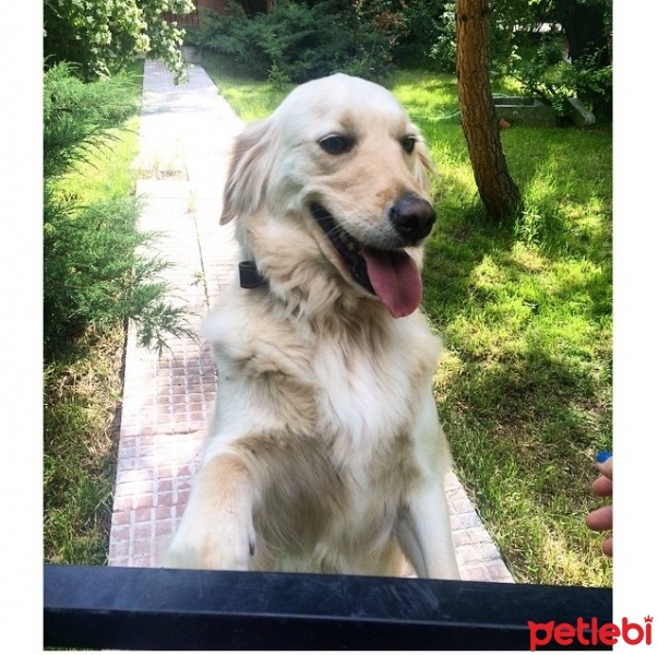 Golden Retriever, Köpek  Mira fotoğrafı