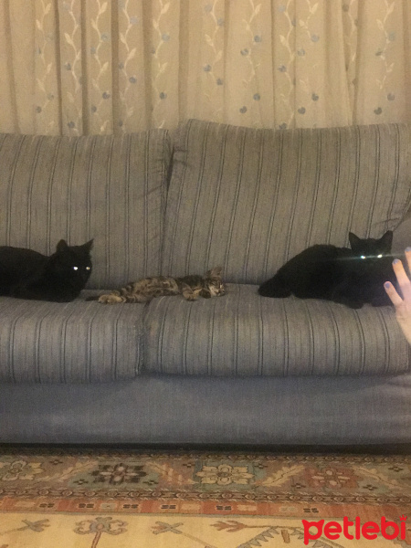 Bombay, Kedi  Pekmez fotoğrafı