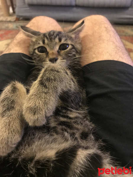 Tekir Kedi, Kedi  Simba fotoğrafı