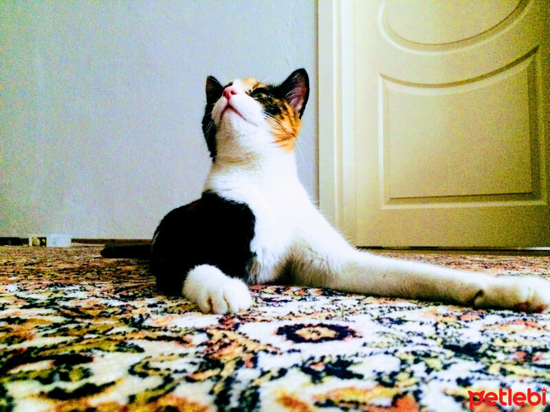 Tekir Kedi, Kedi  Münir fotoğrafı