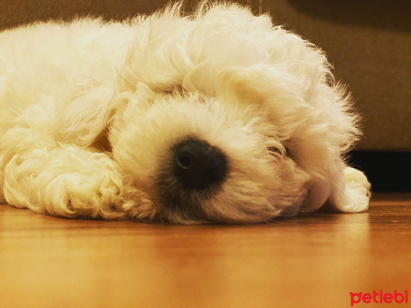 Maltese, Köpek  Miçolokko fotoğrafı