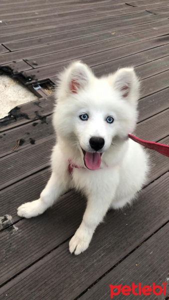 Samoyed, Köpek  Linda fotoğrafı