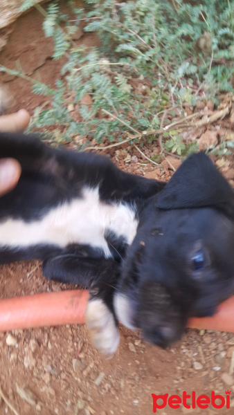 Pointer, Köpek  Yok fotoğrafı