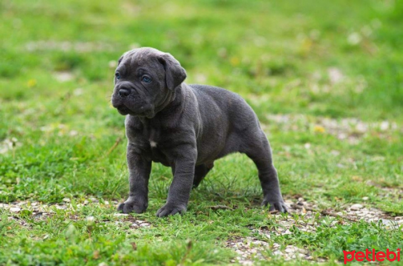 Cane Corso Italiano, Köpek  2 Haftalık cane corso fotoğrafı