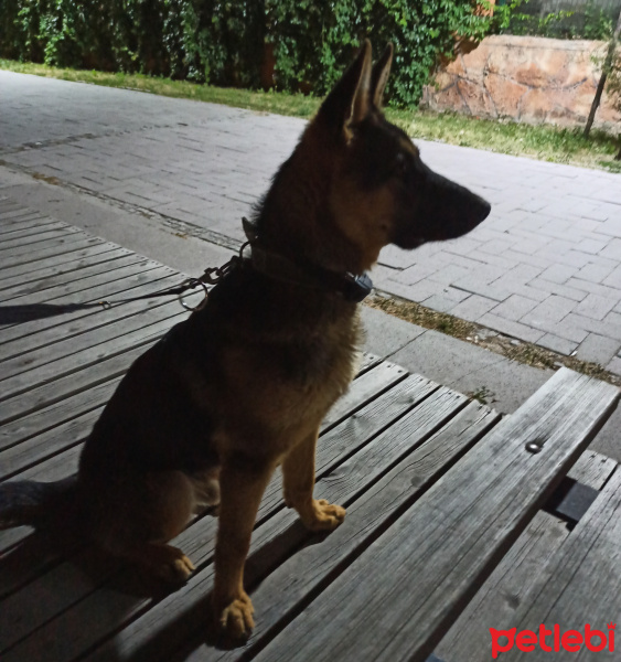 Alman Çoban Köpeği, Köpek  Ares fotoğrafı