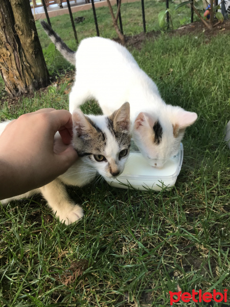 European Shorthair, Kedi  İsim Koyulmadı fotoğrafı