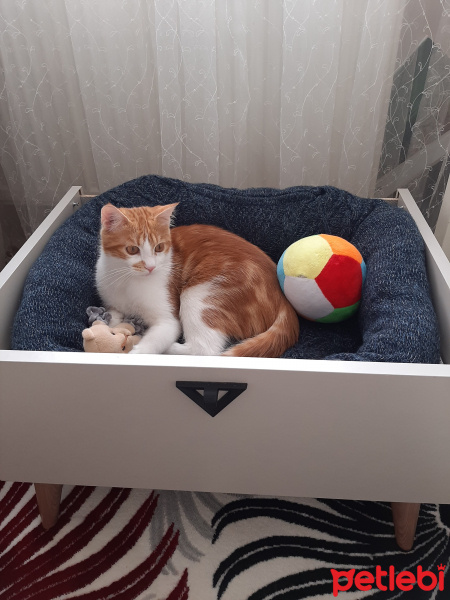 Sarman, Kedi  Paşa fotoğrafı
