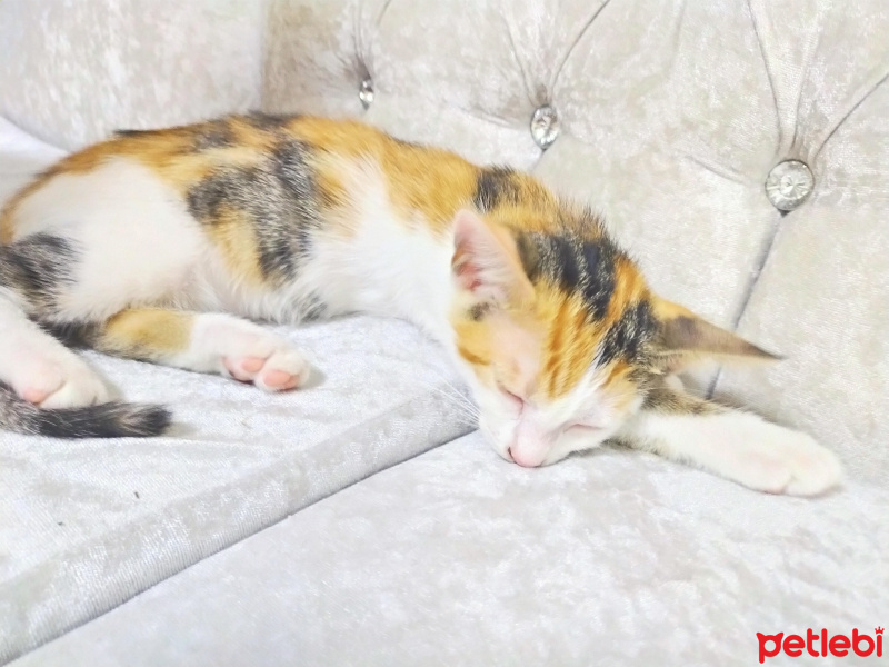 Tekir Kedi, Kedi  Şila fotoğrafı