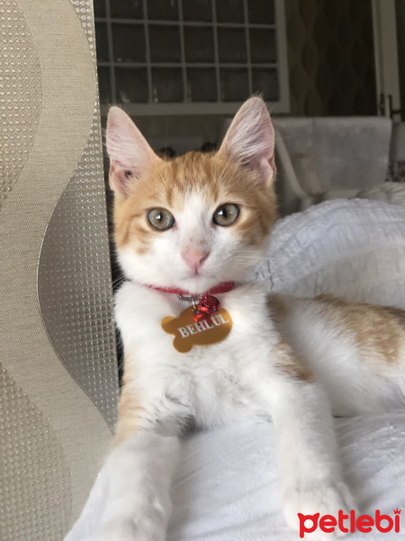 Sarman, Kedi  Behlül fotoğrafı