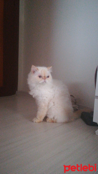 İran Kedisi (Persian), Kedi  Latte fotoğrafı