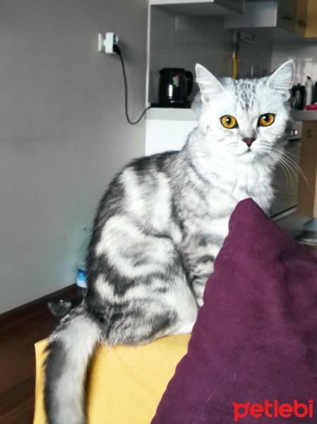 British Shorthair, Kedi  Kuki fotoğrafı