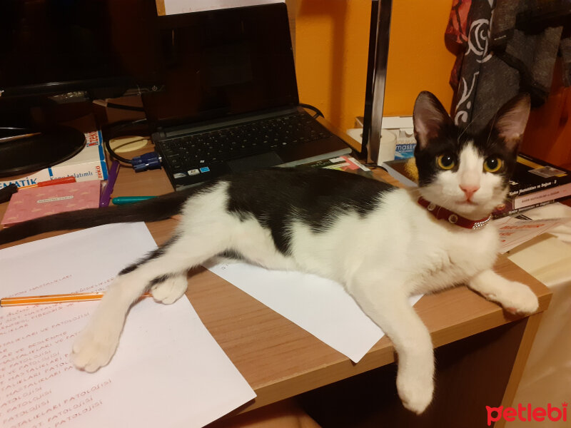 Tuxedo (Smokin) Kedi, Kedi  ÇAKIL fotoğrafı