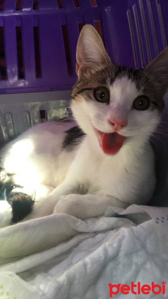 Tekir Kedi, Kedi  Luna fotoğrafı