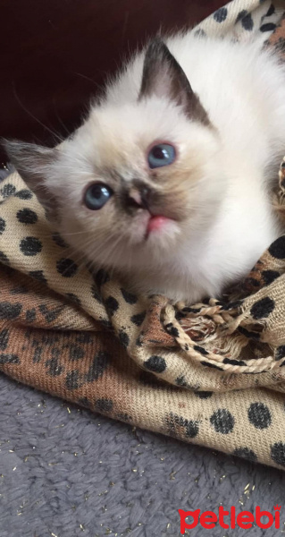 Chinchilla, Kedi  Yavrularım fotoğrafı