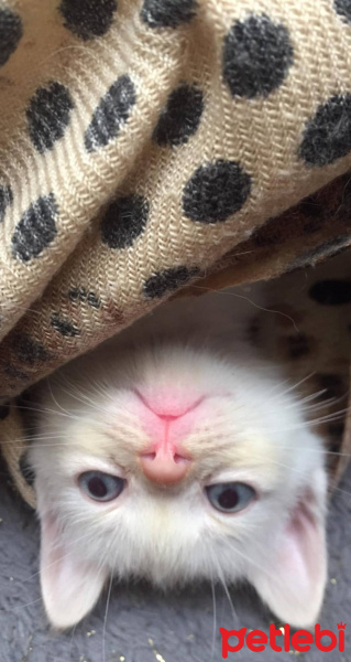 Chinchilla, Kedi  Yavrularım fotoğrafı