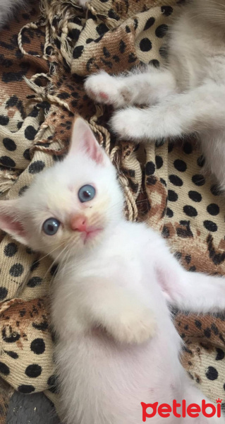 Chinchilla, Kedi  Yavrularım fotoğrafı