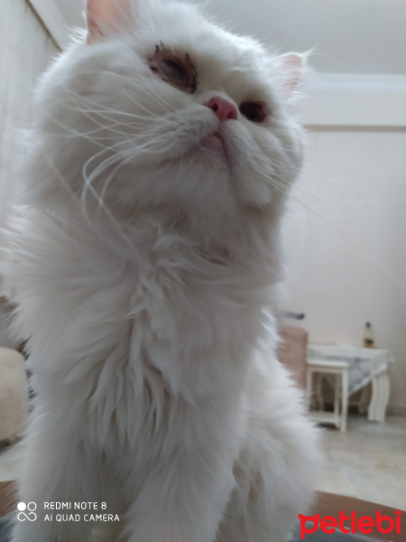 İran Kedisi (Persian), Kedi  Lion fotoğrafı