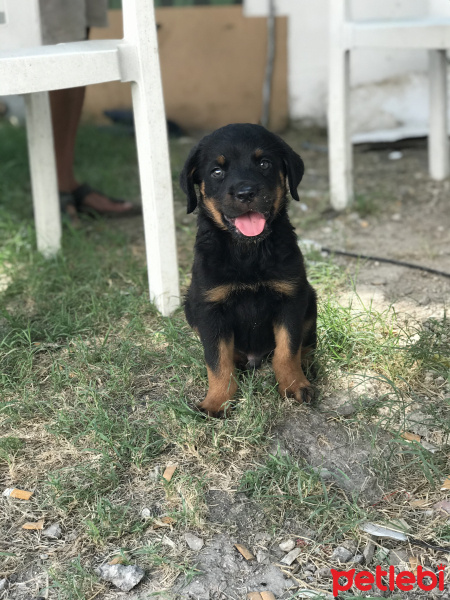 Rottweiler, Köpek  Antoni fotoğrafı