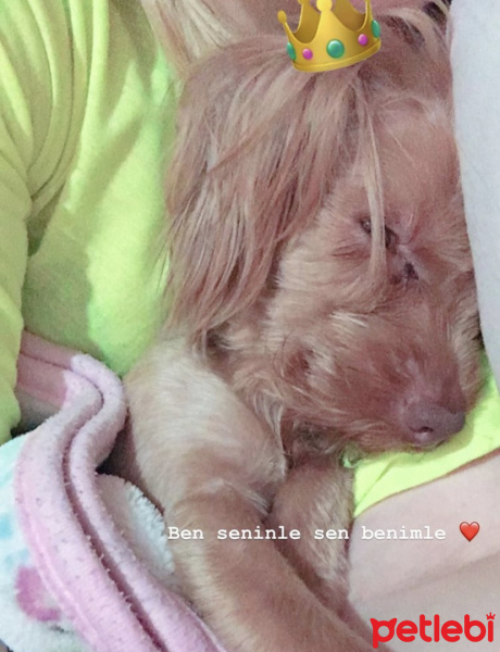 Yorkshire Terrier, Köpek  Pubg fotoğrafı
