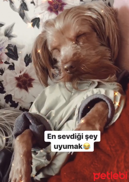 Yorkshire Terrier, Köpek  Pubg fotoğrafı