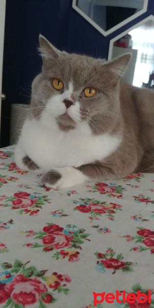 British Shorthair, Kedi  Ponçik fotoğrafı