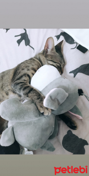 Tekir Kedi, Kedi  Mia fotoğrafı