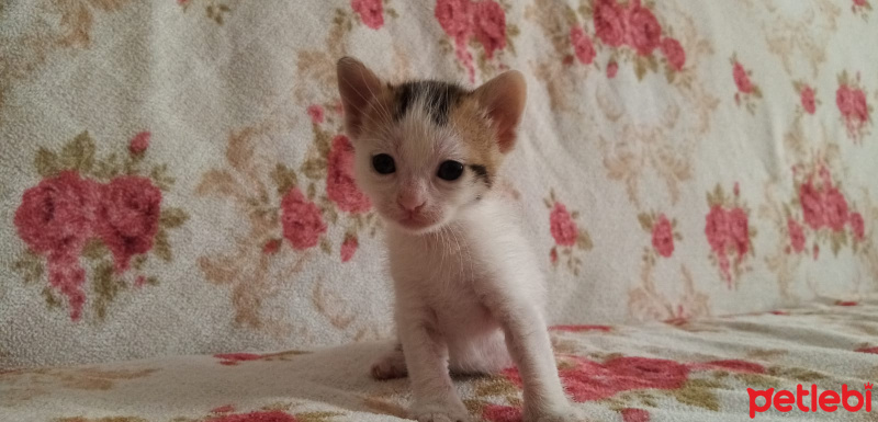 Tekir Kedi, Kedi  Mıncır fotoğrafı