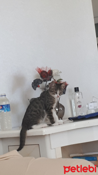Tekir Kedi, Kedi  Şengül fotoğrafı