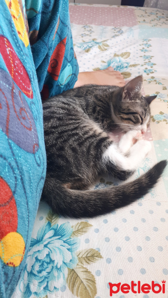 Tekir Kedi, Kedi  Şengül fotoğrafı
