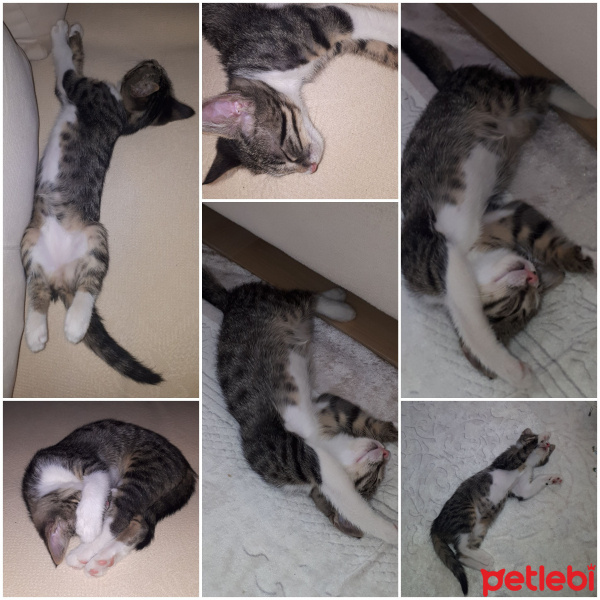 Tekir Kedi, Kedi  Şengül fotoğrafı