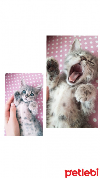 Mavi Rus, Kedi  Ares fotoğrafı