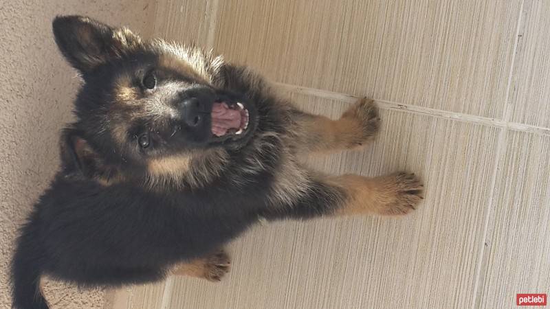 Alman Çoban Köpeği, Köpek  Roza fotoğrafı