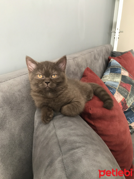 British Shorthair, Kedi  Mia fotoğrafı