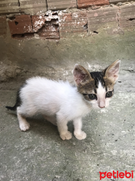 Tekir Kedi, Kedi  Yok fotoğrafı