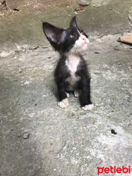 Tekir Kedi, Kedi  Yok fotoğrafı