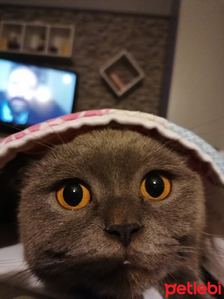 British Shorthair, Kedi  LUNA fotoğrafı