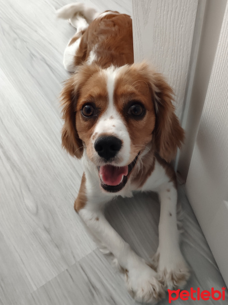 King Charles Spaniel, Köpek  Mia fotoğrafı