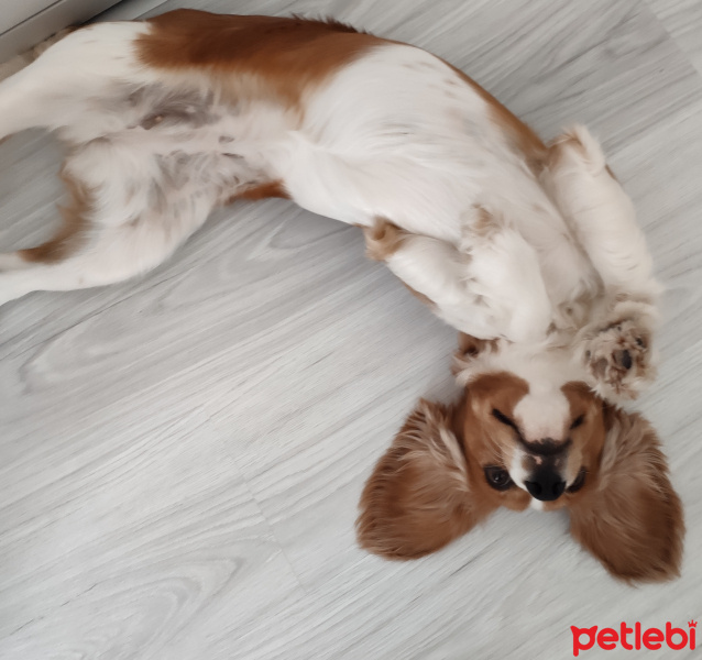 King Charles Spaniel, Köpek  Mia fotoğrafı