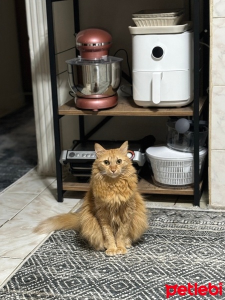 Sarman, Kedi  Şila fotoğrafı