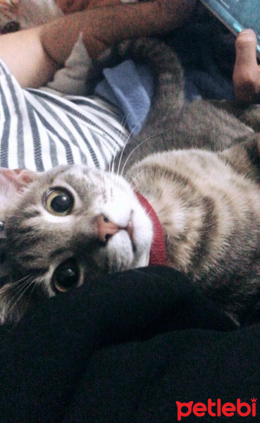 Tekir Kedi, Kedi  Kayla fotoğrafı