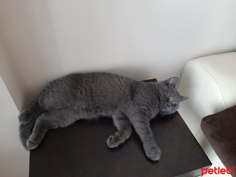 British Shorthair, Kedi  Şila fotoğrafı
