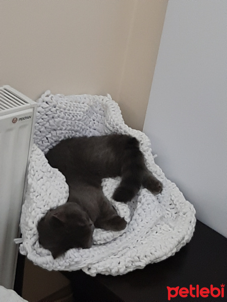 British Shorthair, Kedi  Şila fotoğrafı
