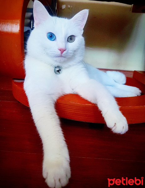 Van Kedisi, Kedi  Misket fotoğrafı