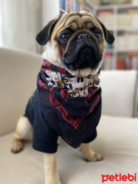 Pug, Köpek  Pars fotoğrafı
