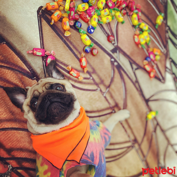 Pug, Köpek  Pars fotoğrafı