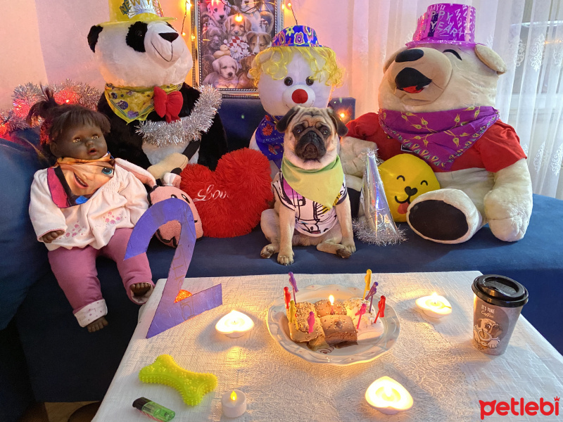 Pug, Köpek  Pars fotoğrafı