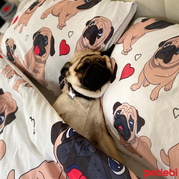 Pug, Köpek  Pars fotoğrafı