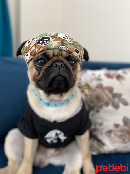 Pug, Köpek  Pars fotoğrafı