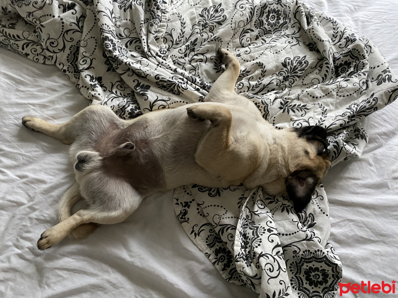 Pug, Köpek  Pars fotoğrafı