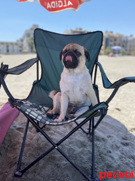 Pug, Köpek  Pars fotoğrafı